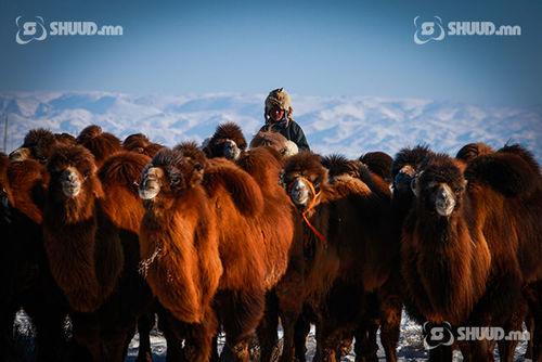 Малчдад ноосны урамшуулал олголоо